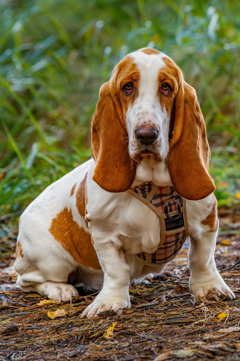 Basset Hound