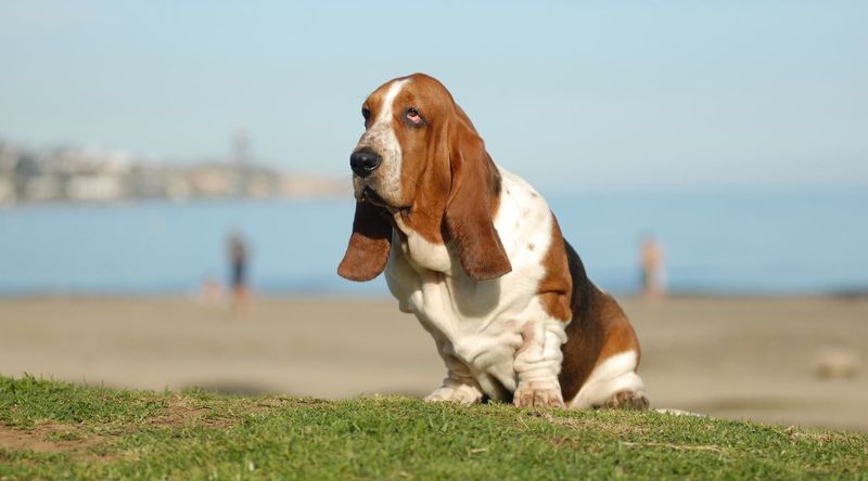 Basset Hound