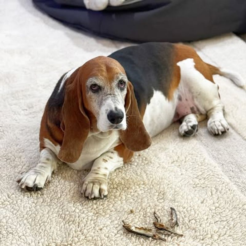 Basset Hound