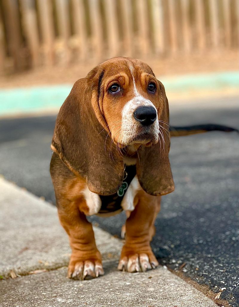 Basset Hound