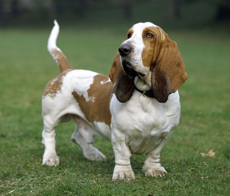 Basset Hound