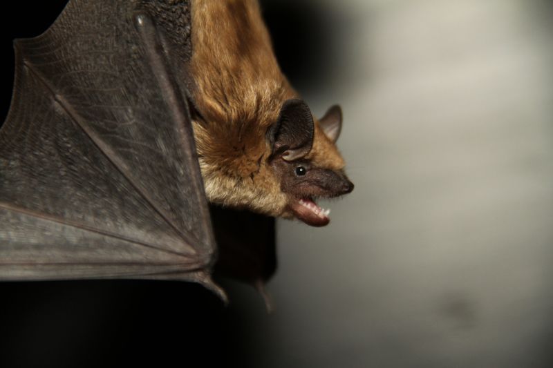 Bat's Echolocation