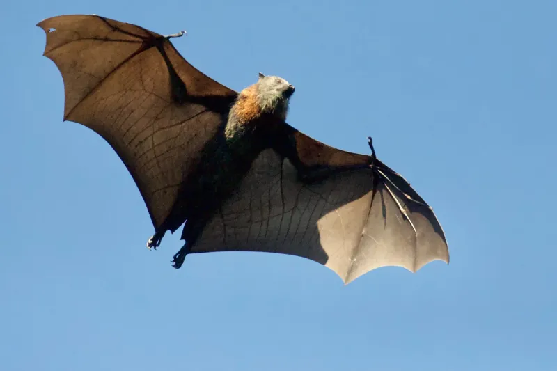 Bat Echolocation