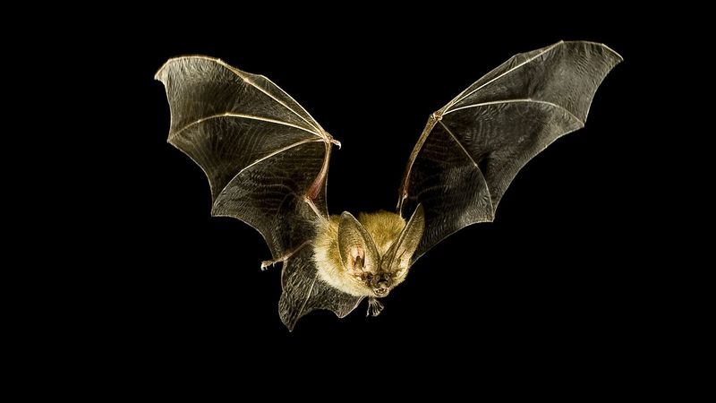 Bat-Inspired Echolocation Devices