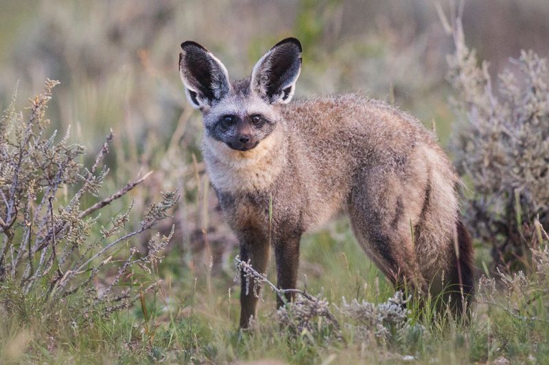 Bat-eared Fox