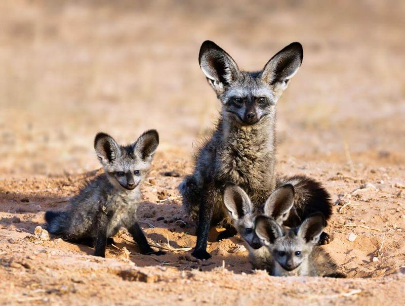 Bat-eared Fox