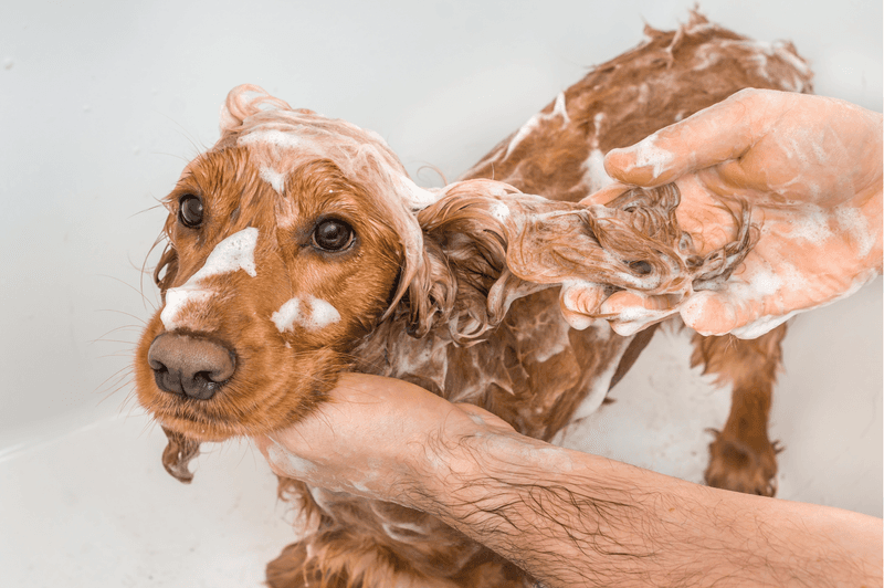 Bathing Best Practices