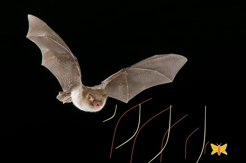 Bats' Echolocation