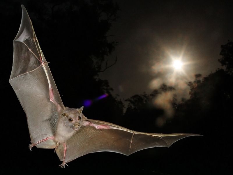 Bats Navigating with Echolocation