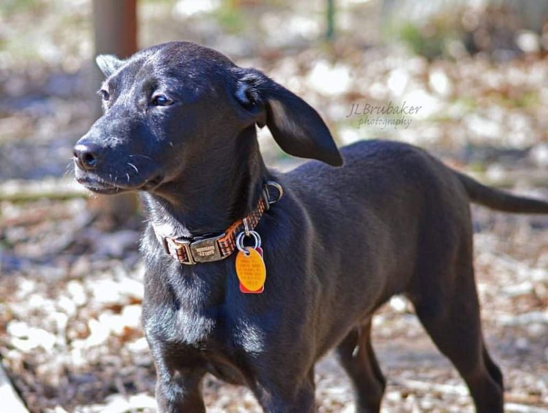 Beagador (Beagle + Labrador Retriever)