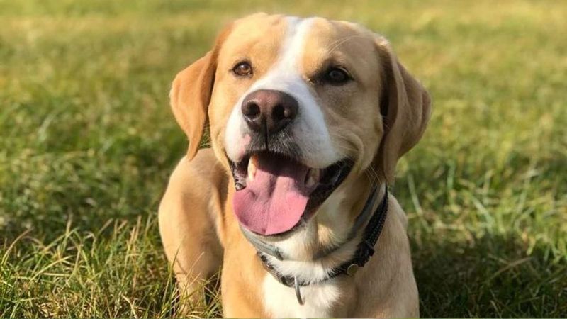 Beagador Retriever (Beagle + Golden Retriever)