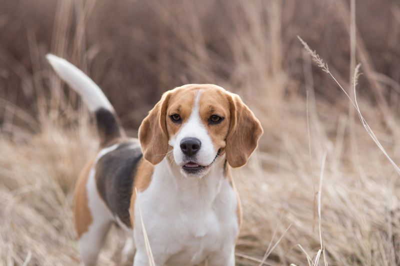 Beagle