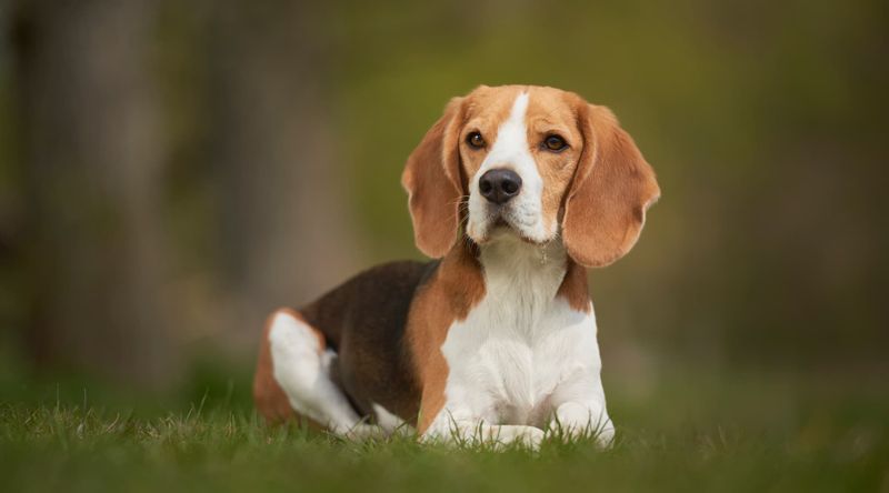 Beagle