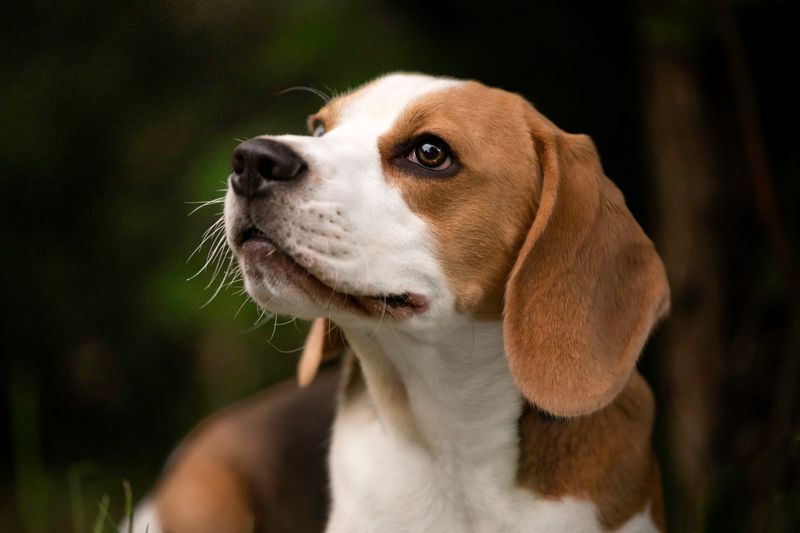 Beagle