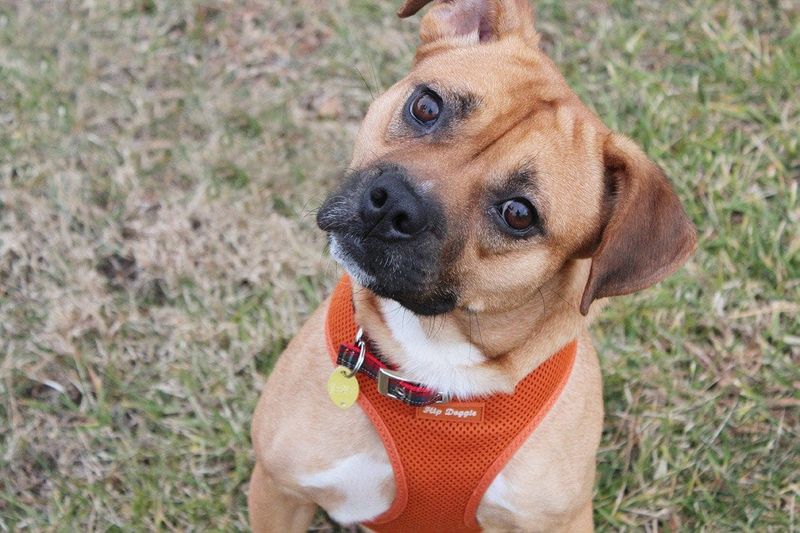 Beagle Boxer (Beagle + Boxer)