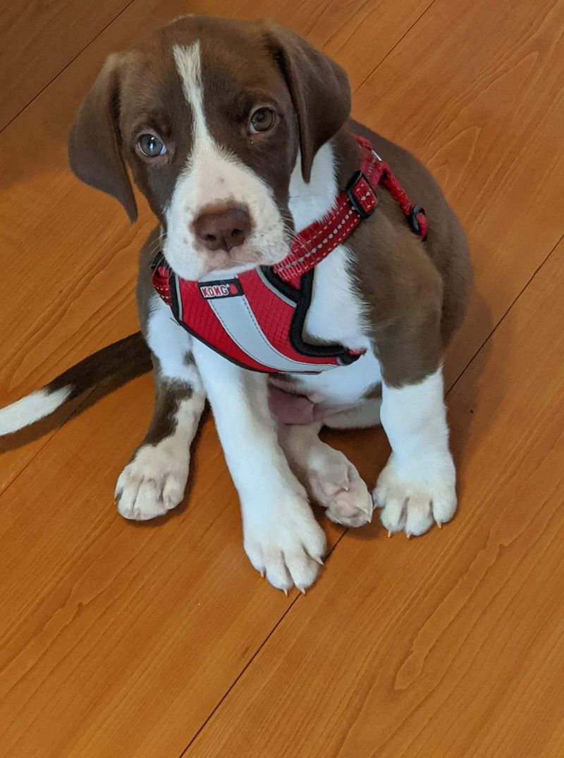 Beagle Dane (Beagle + Great Dane)