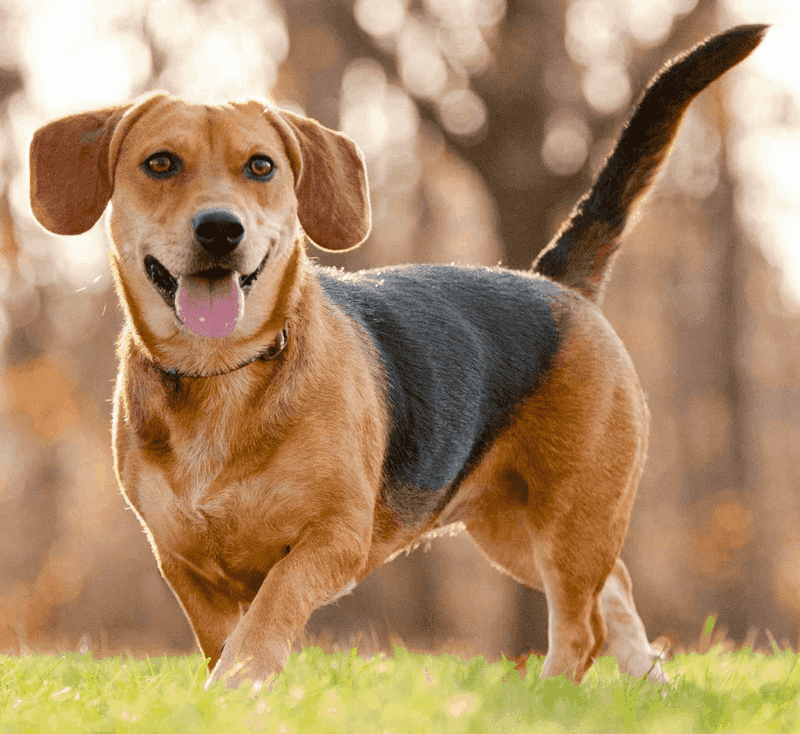 Beagle Doxie (Beagle + Dachshund)