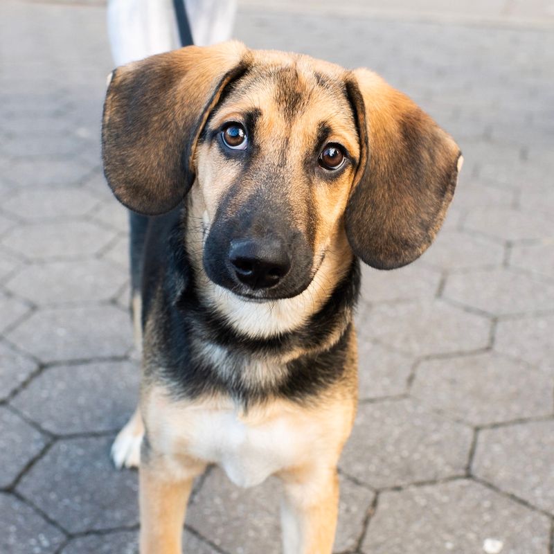 Beagle Shepherd (Beagle + German Shepherd)