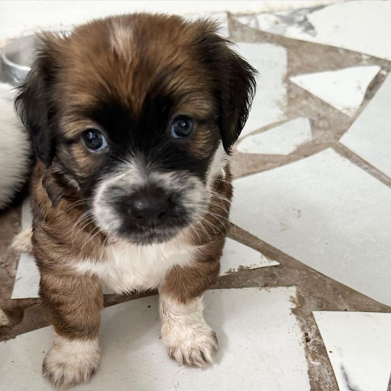 Beagle Shih Tzu (Beagle + Shih Tzu)