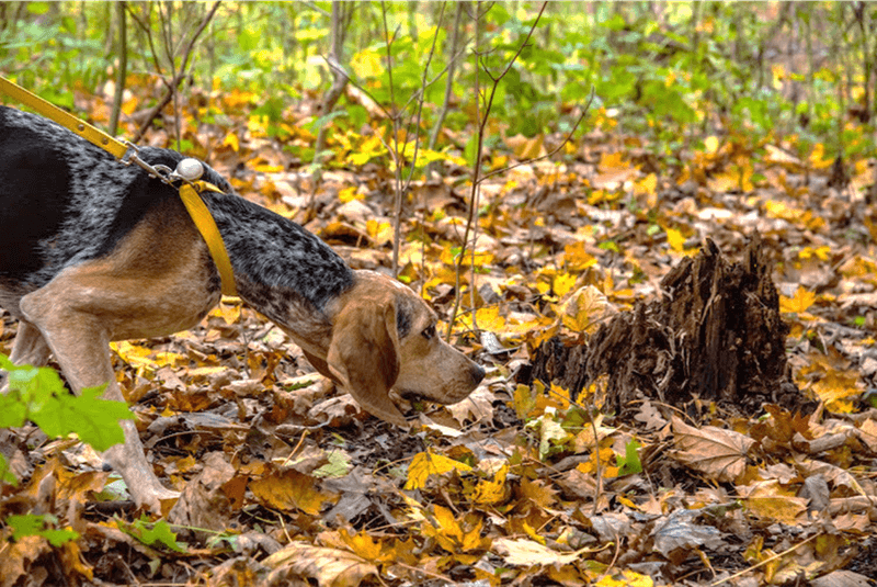 Beagle Tracks Lost Child in Woods