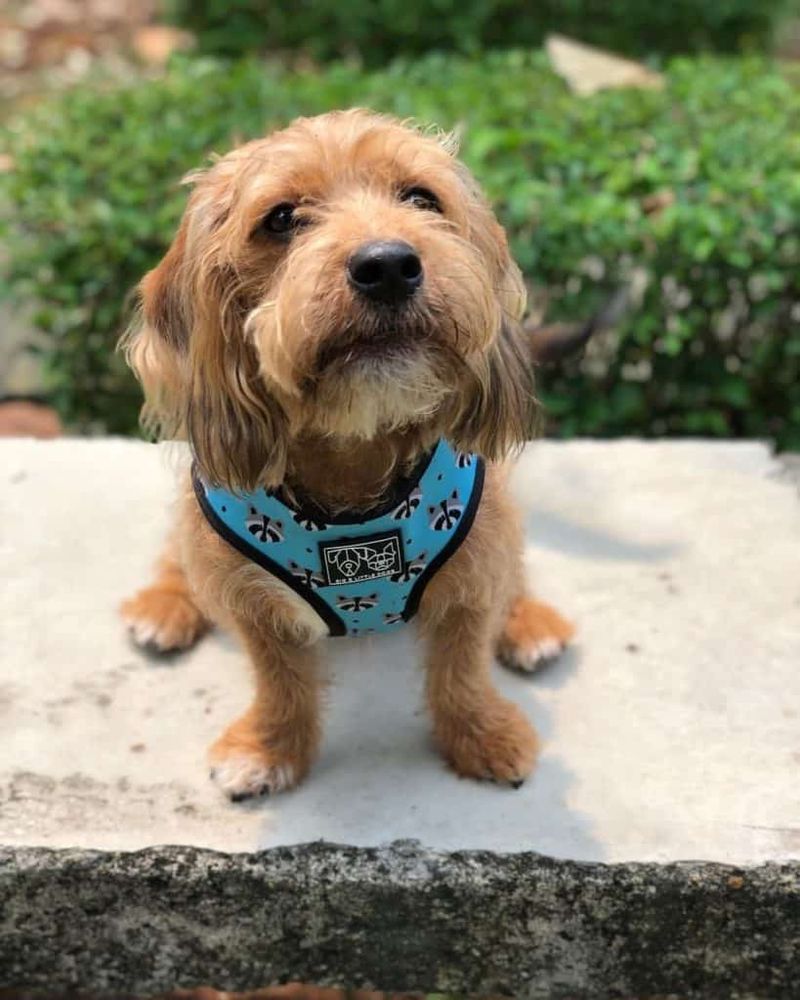 Beaglepoo (Beagle + Poodle)