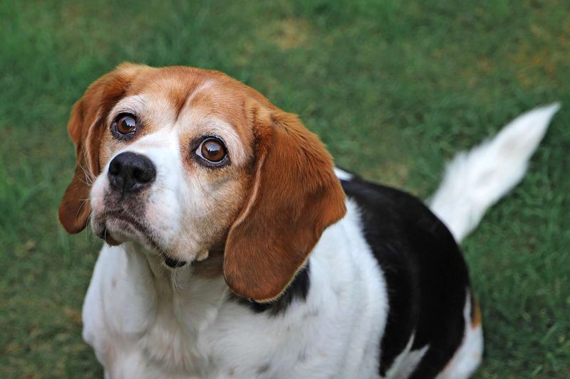 Beaglier (Beagle + Cavalier King Charles Spaniel)