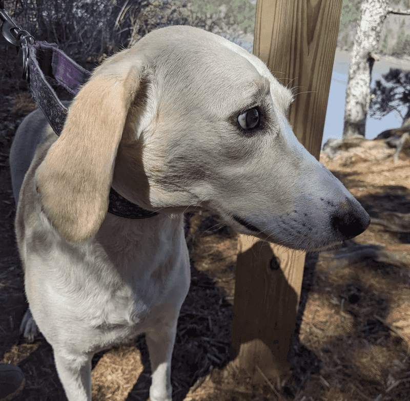 Beaglier Hound (Beagle + Greyhound)