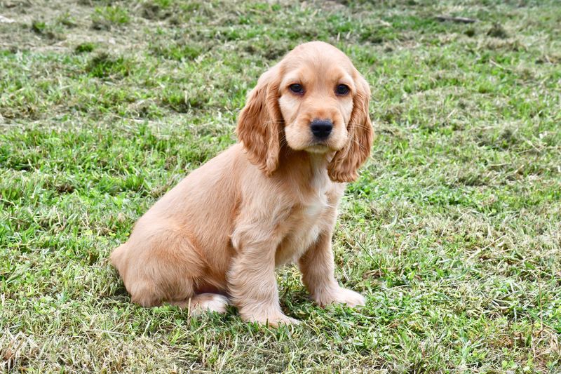 Beaglier Spaniel (Beagle + Cocker Spaniel)