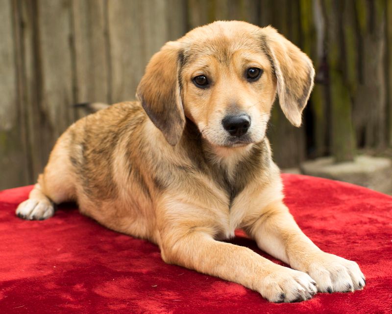 Beago (Beagle + Golden Retriever)