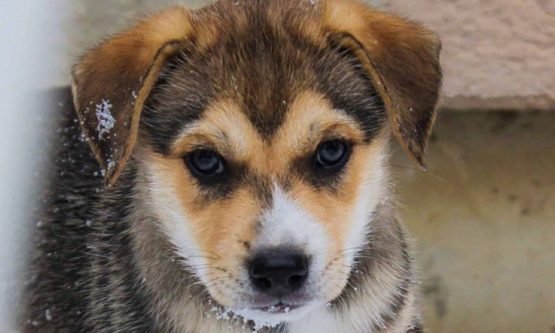 Beagsky (Beagle + Alaskan Malamute)