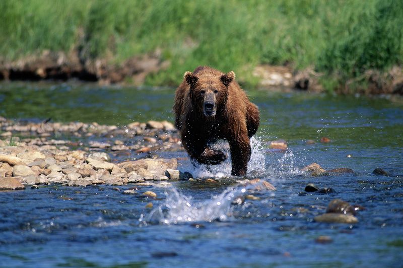 Bear Encounters