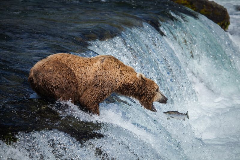 Bear Fishing Techniques