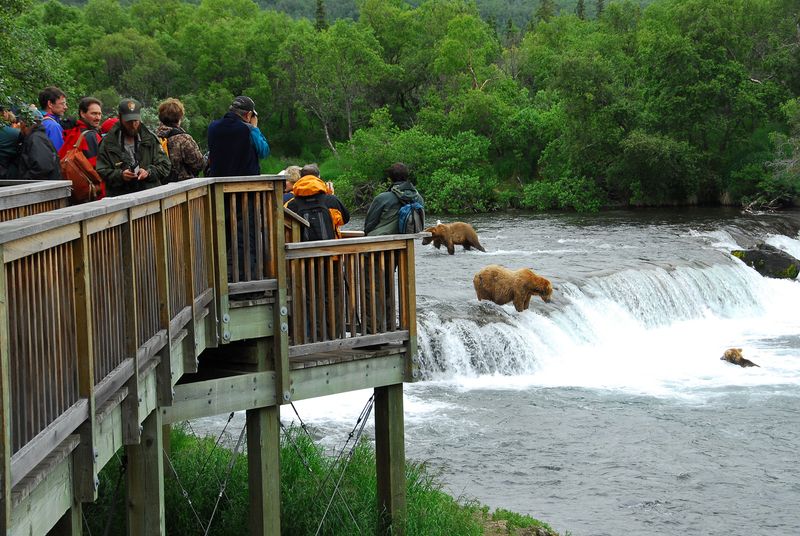 Bear Watching in Alaska