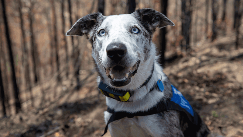 Bear the Koala Detection Dog