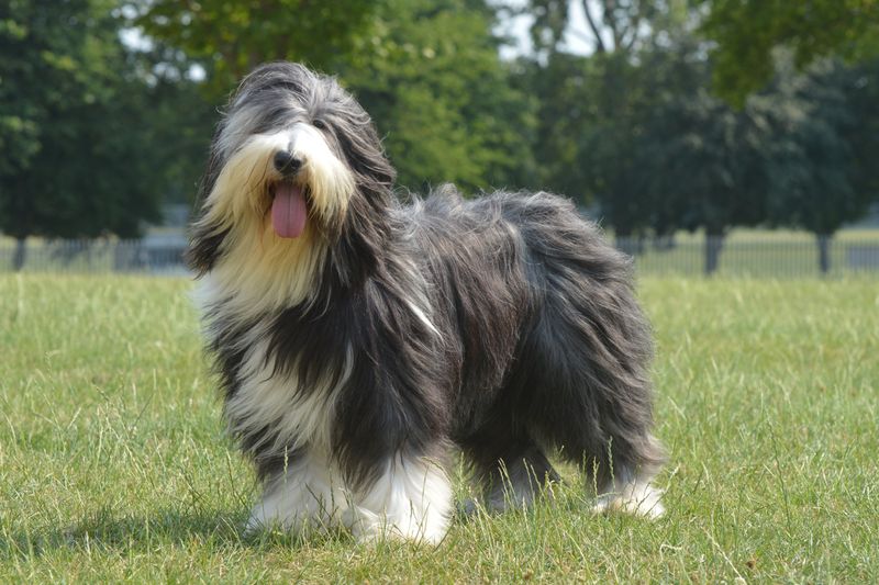 Bearded Collie