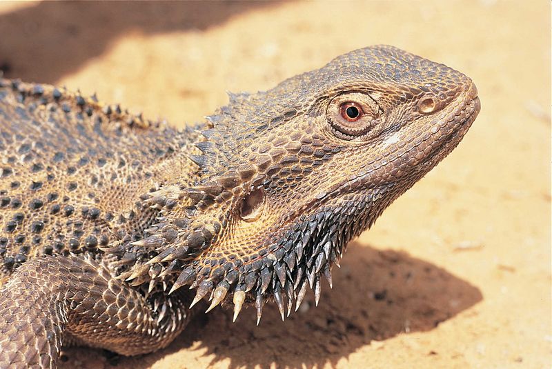 Bearded Dragon