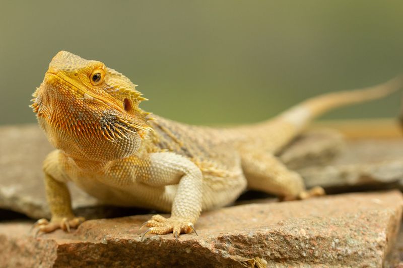 Bearded Dragon