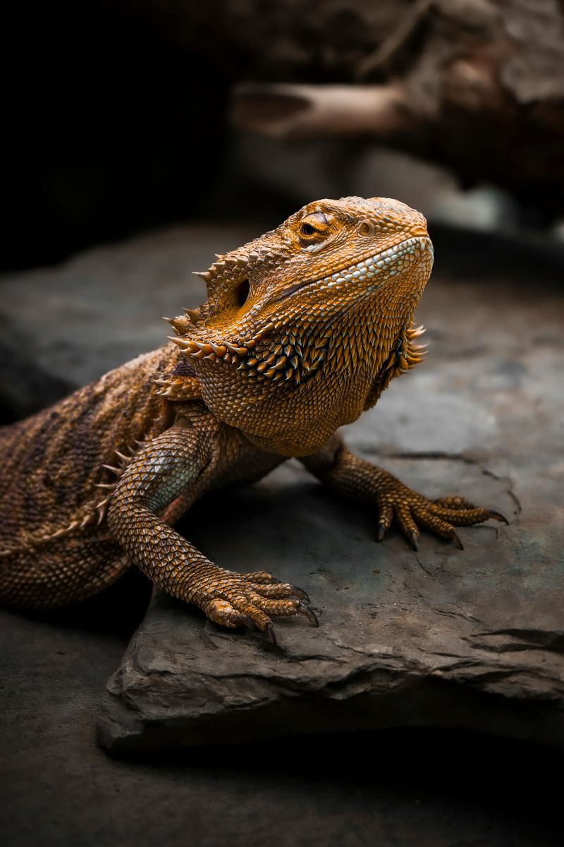 Bearded Dragons