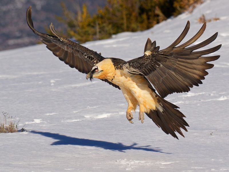 Bearded Vulture