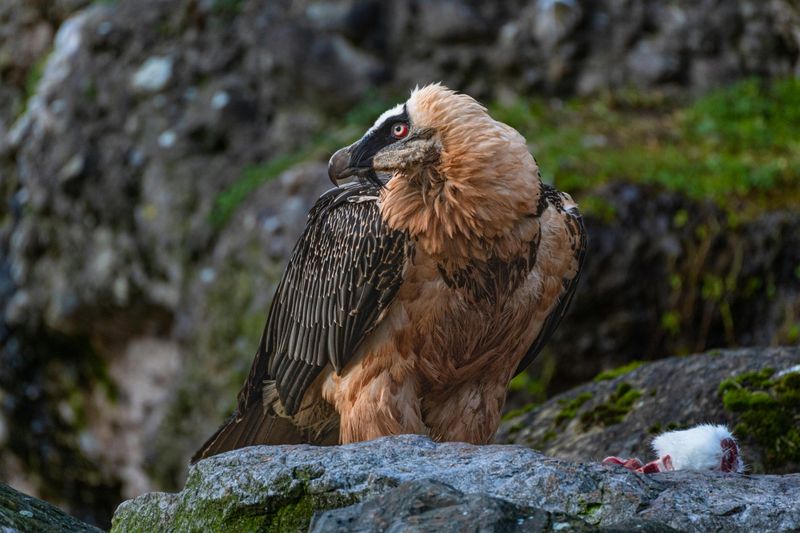 Bearded Vulture