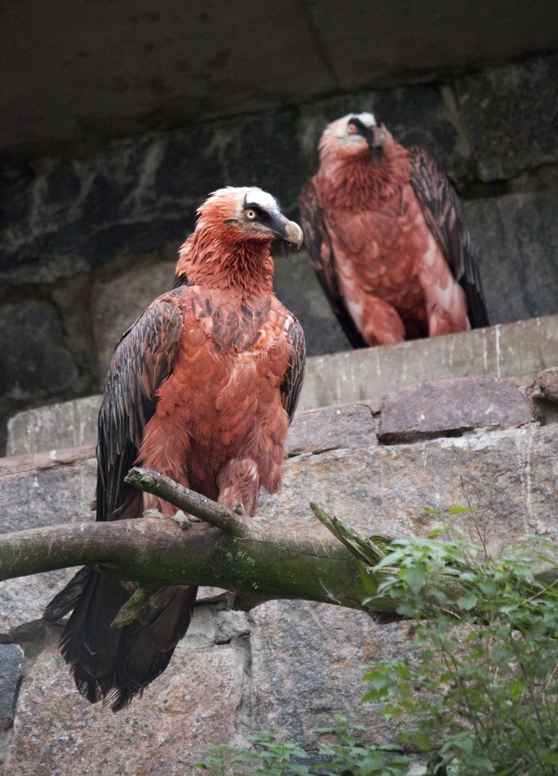 Bearded Vulture