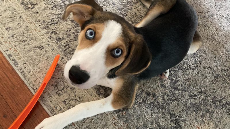 Beaski (Beagle + Husky)