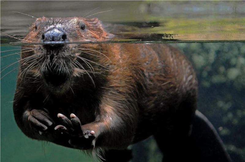 Beaver