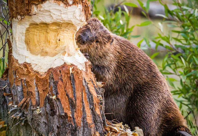 Beaver