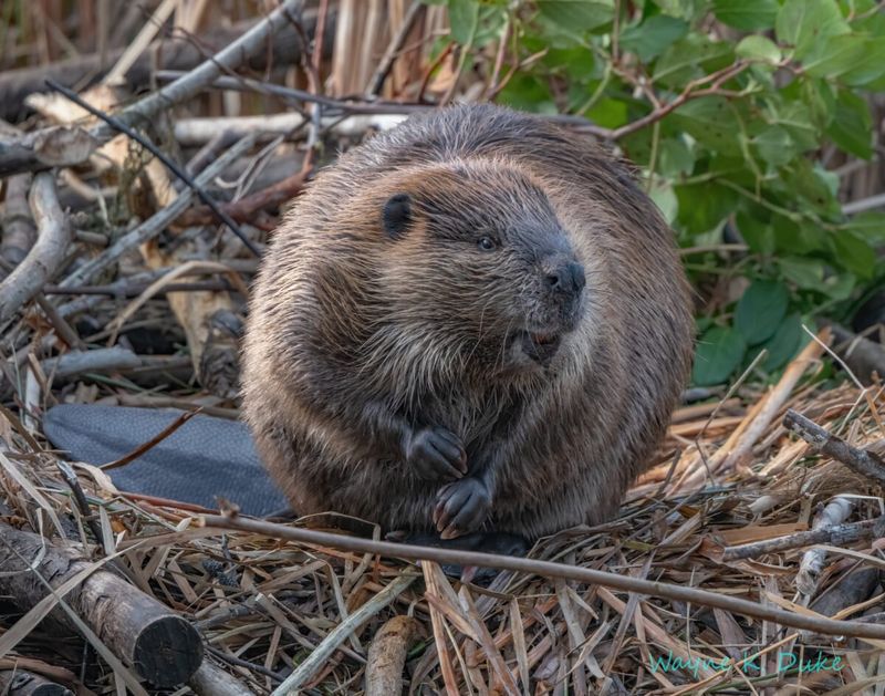 Beaver