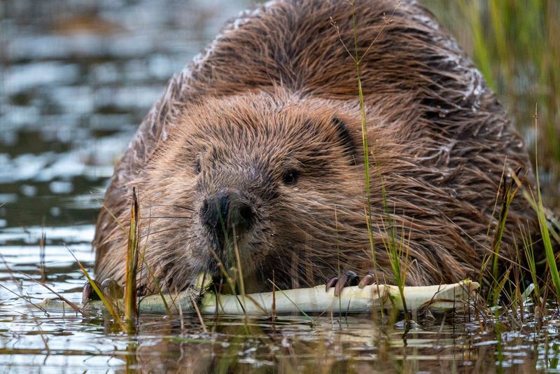 Beaver