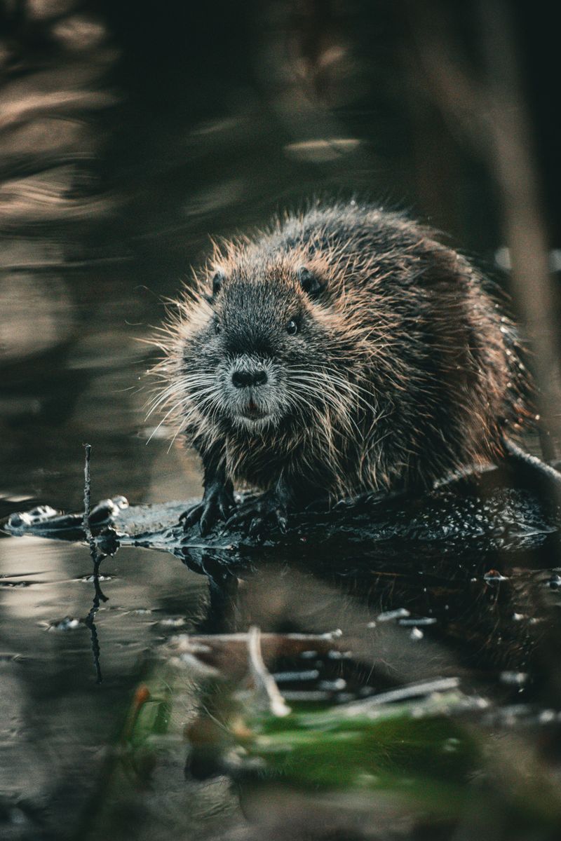 Beavers