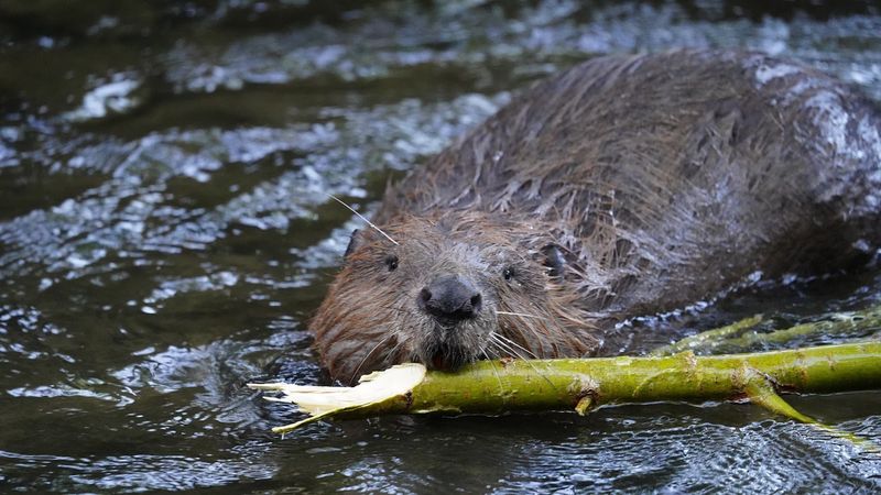 Beavers As Ecosystem Engineers