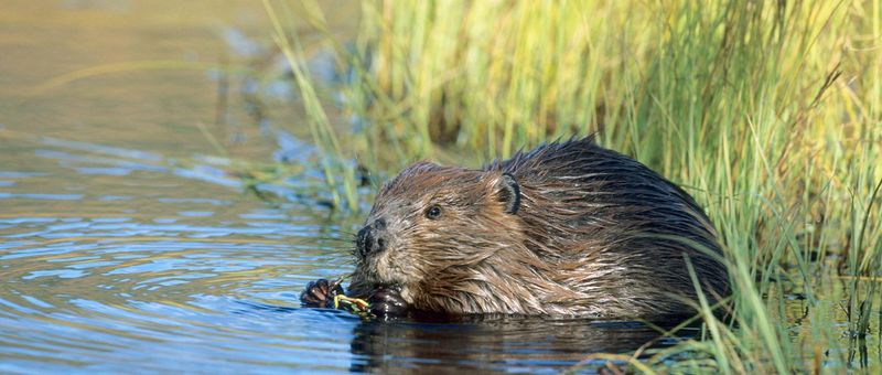 Beavers