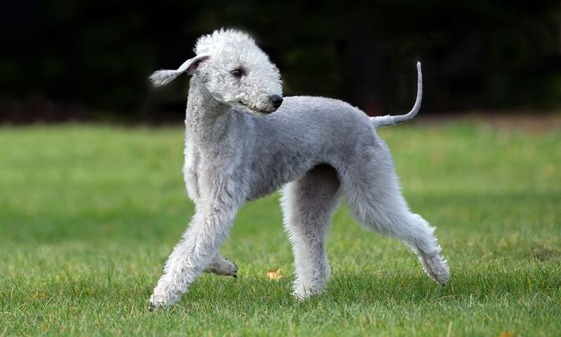 Bedlington Terrier